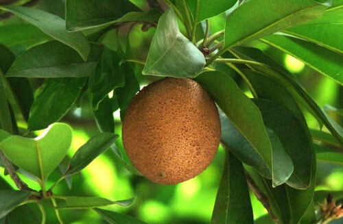 ĹğЧc3