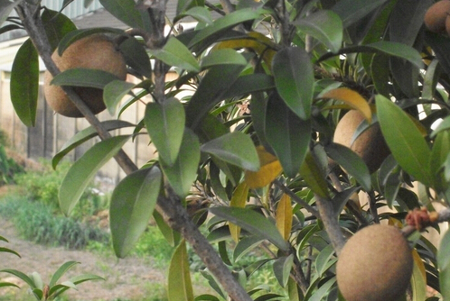 ĹğЧc5