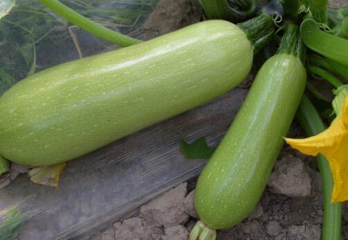 JğЧc5