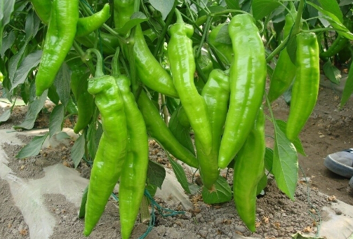 ğЧc7