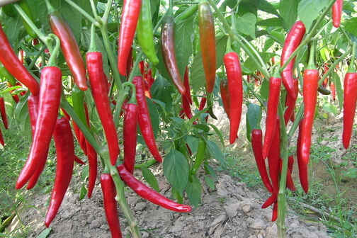 tğЧc4
