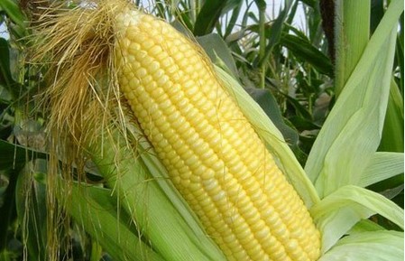 r׶潡