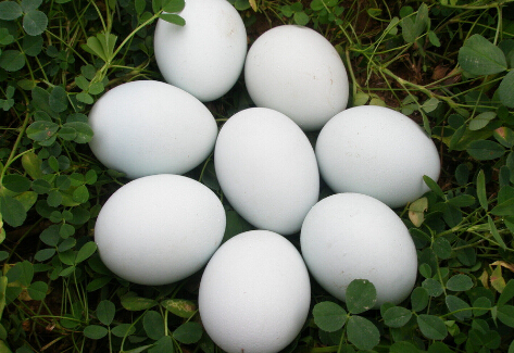 ĠIBrֵ,ЩIB