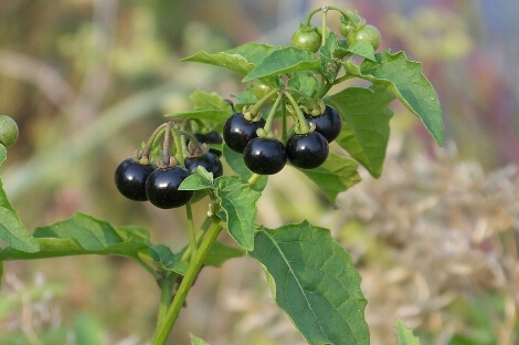 ĹЧc
