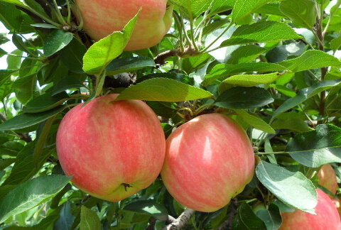 Oʲô̎,Oĺ̎