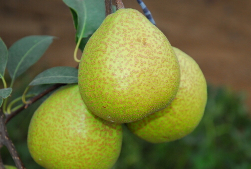 ğЧc1