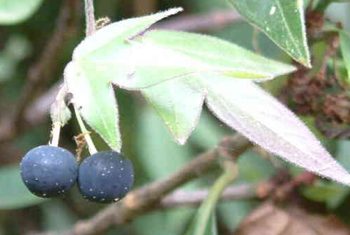 ğЧc5