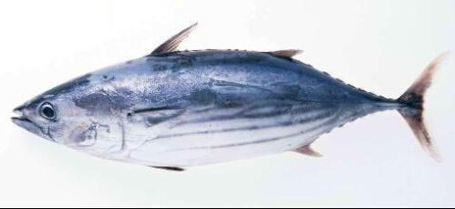 Ro~ğЧc3
