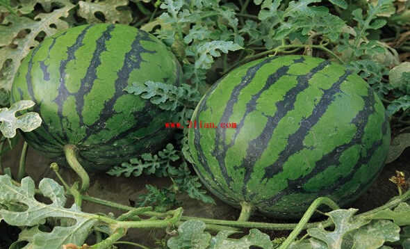 ½Գφ,½gԳφ,½ڲܳԵʳ,½gܳʲô
